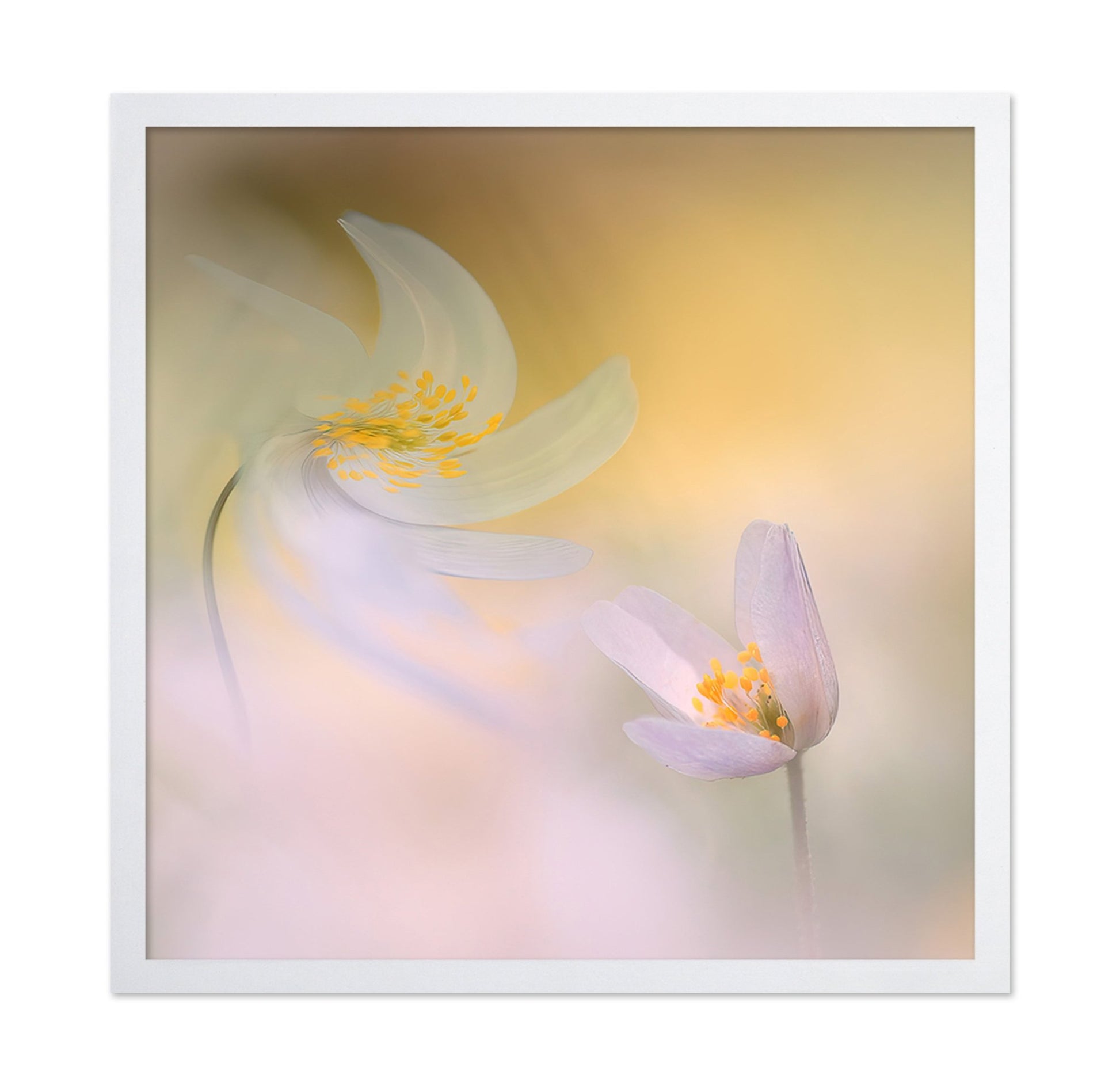Soft Petal Harmony