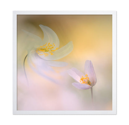 Soft Petal Harmony