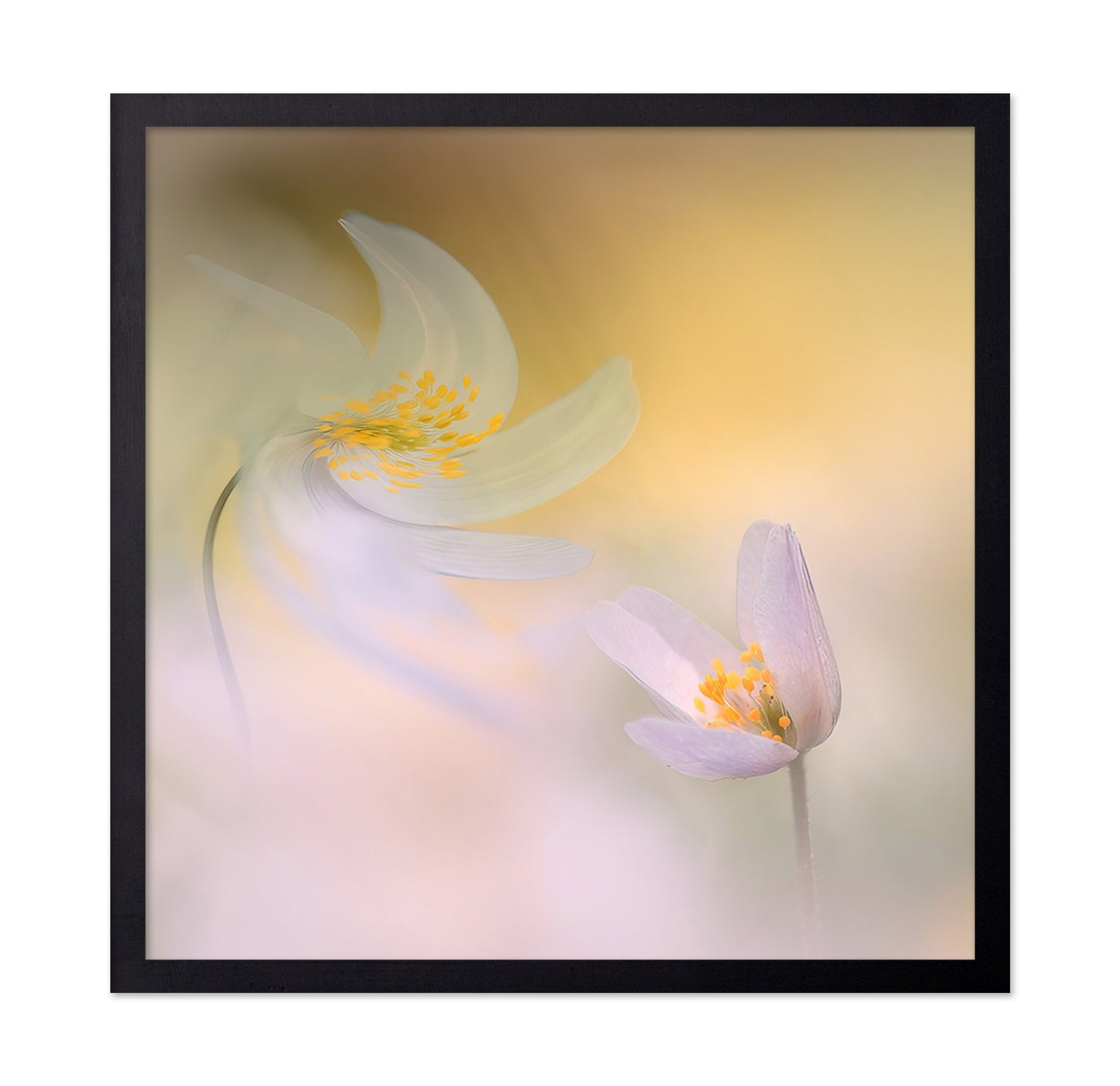 Soft Petal Harmony