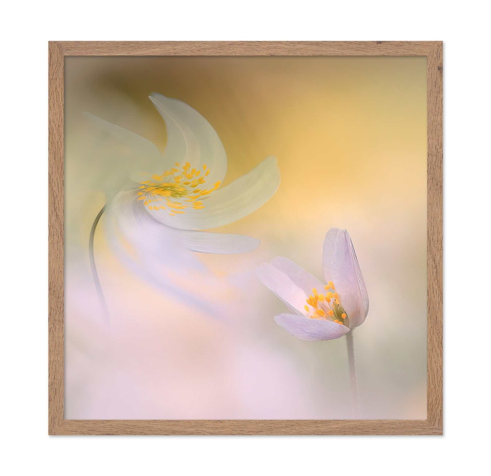 Soft Petal Harmony