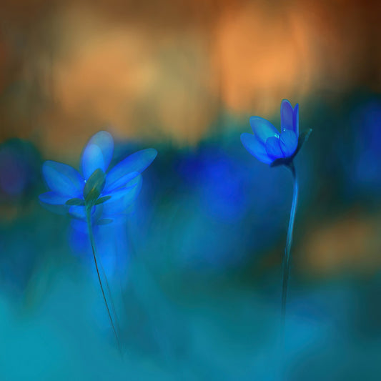Twin Blue Blossoms