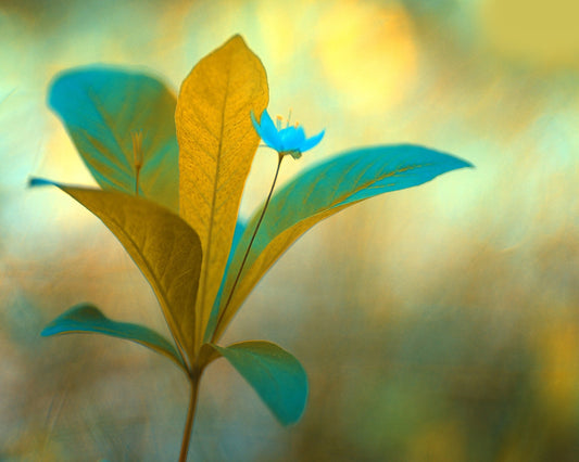 Blue Bloom Glow