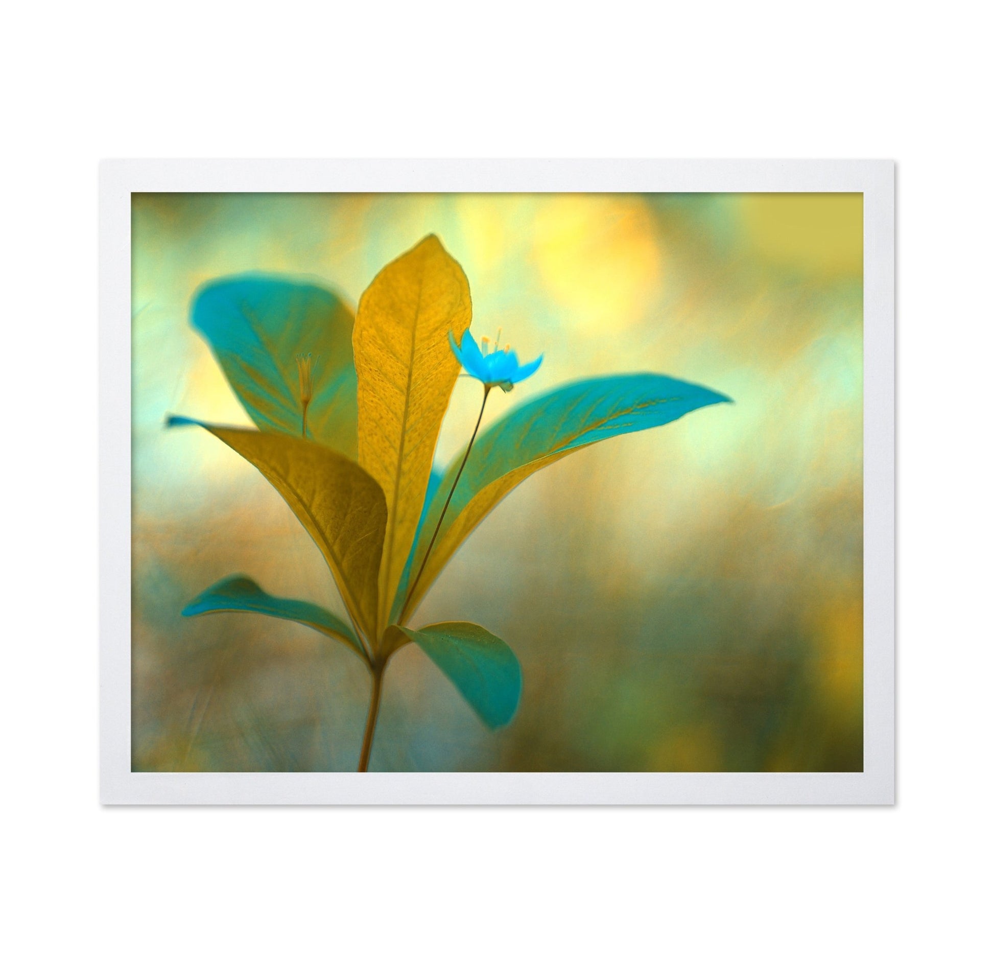 Blue Bloom Glow