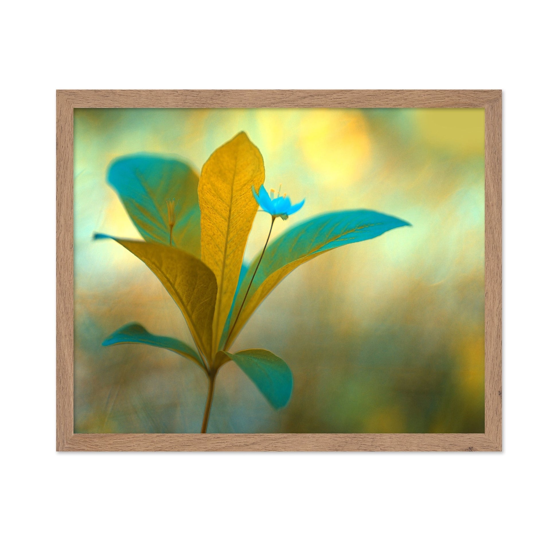 Blue Bloom Glow