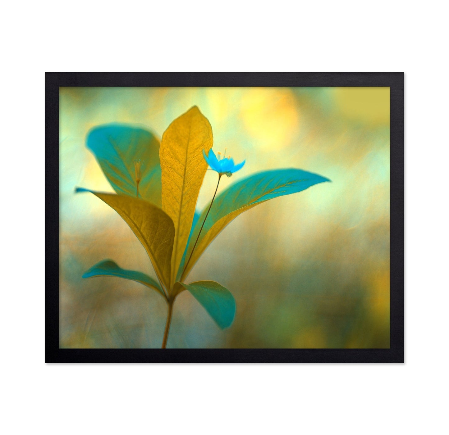 Blue Bloom Glow