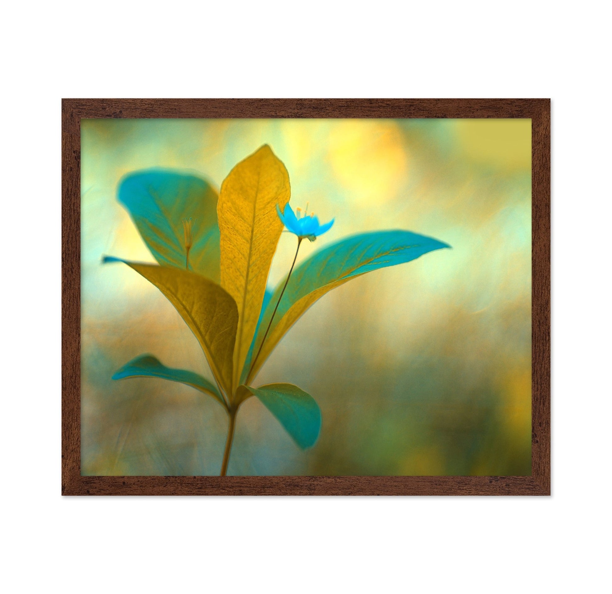 Blue Bloom Glow