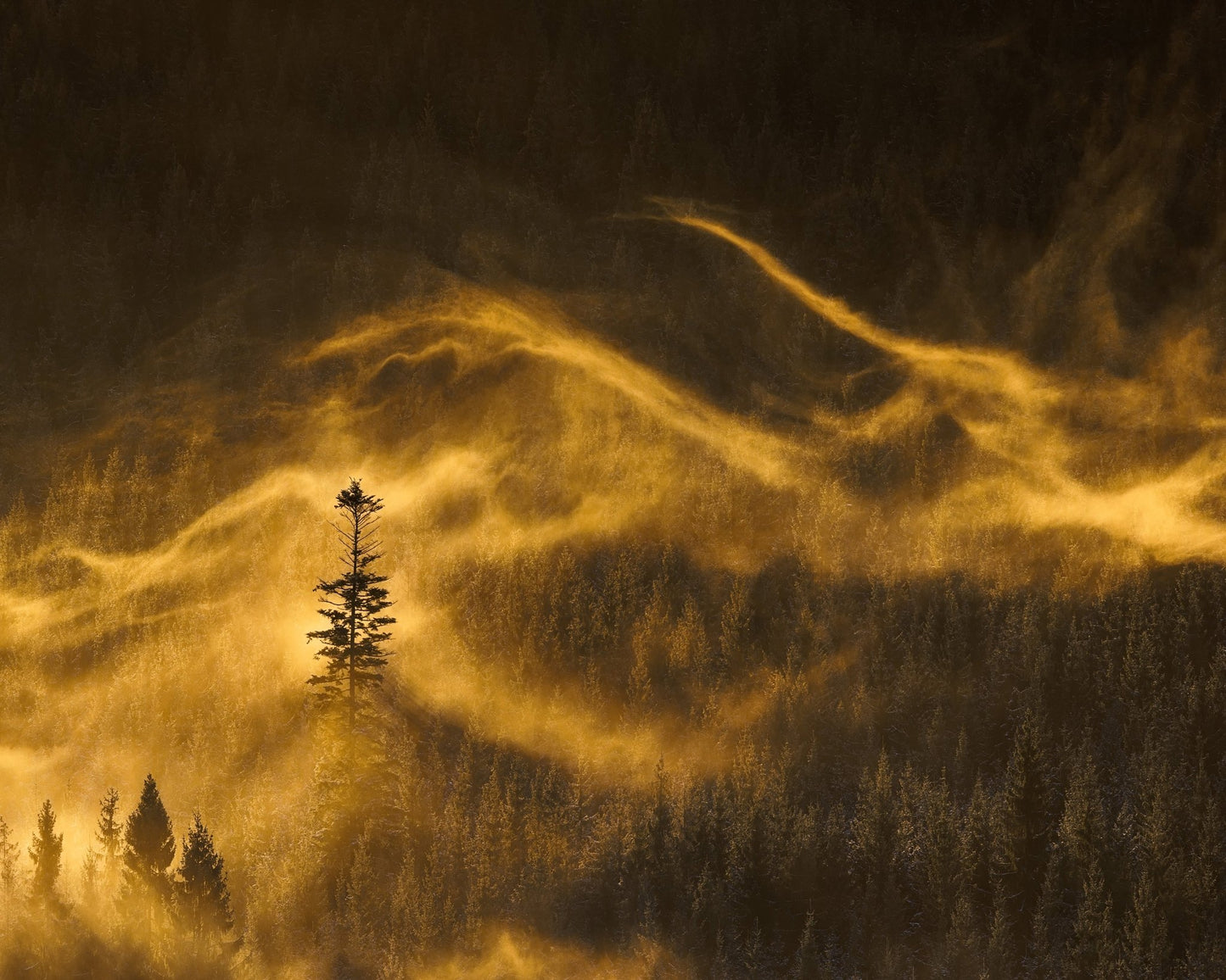 Golden Mist Pines