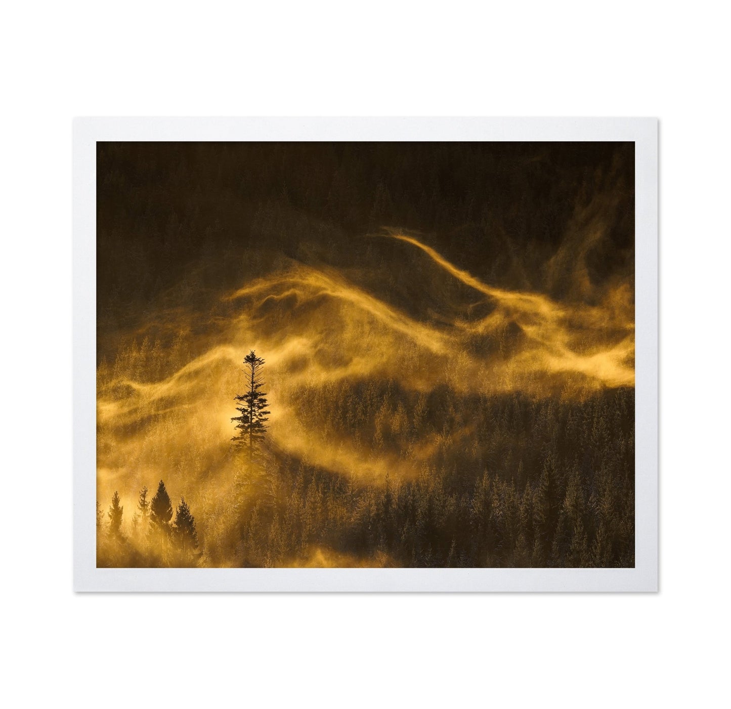 Golden Mist Pines