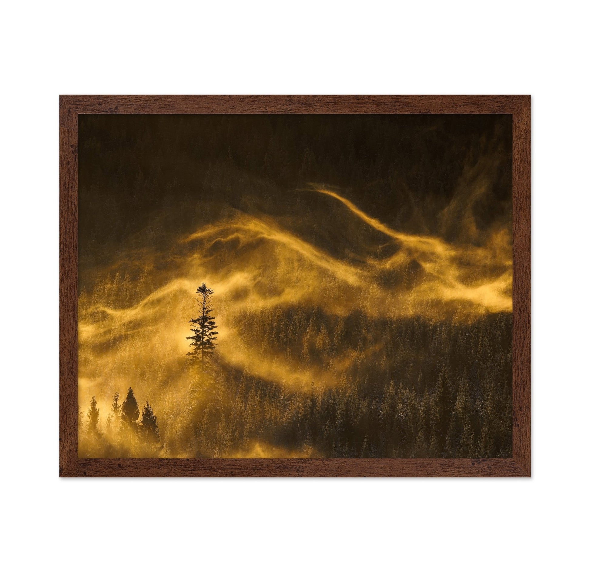 Golden Mist Pines