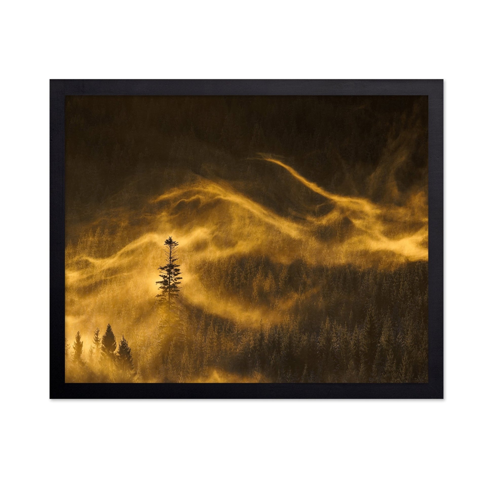Golden Mist Pines