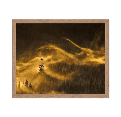 Golden Mist Pines
