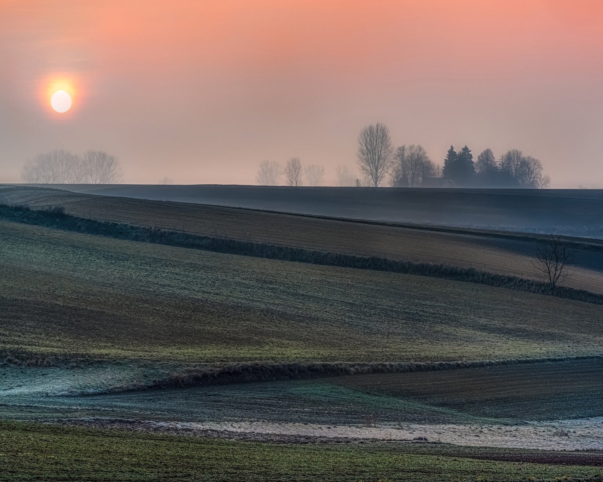 Frost Field Sunrise