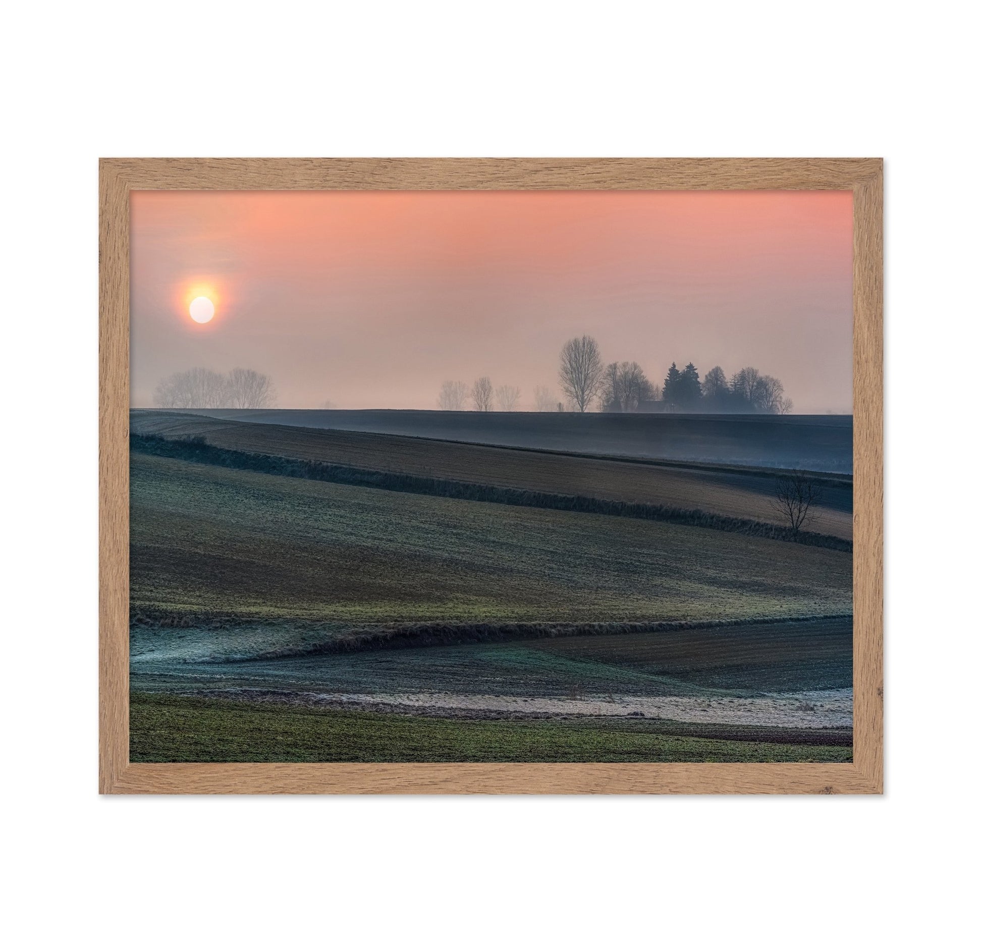 Frost Field Sunrise