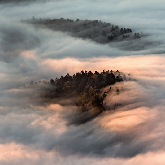 Floating Forest Mist