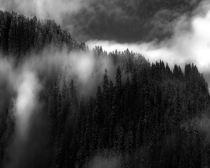 Misty Pine Ridge No1