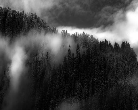 Misty Pine Ridge No1