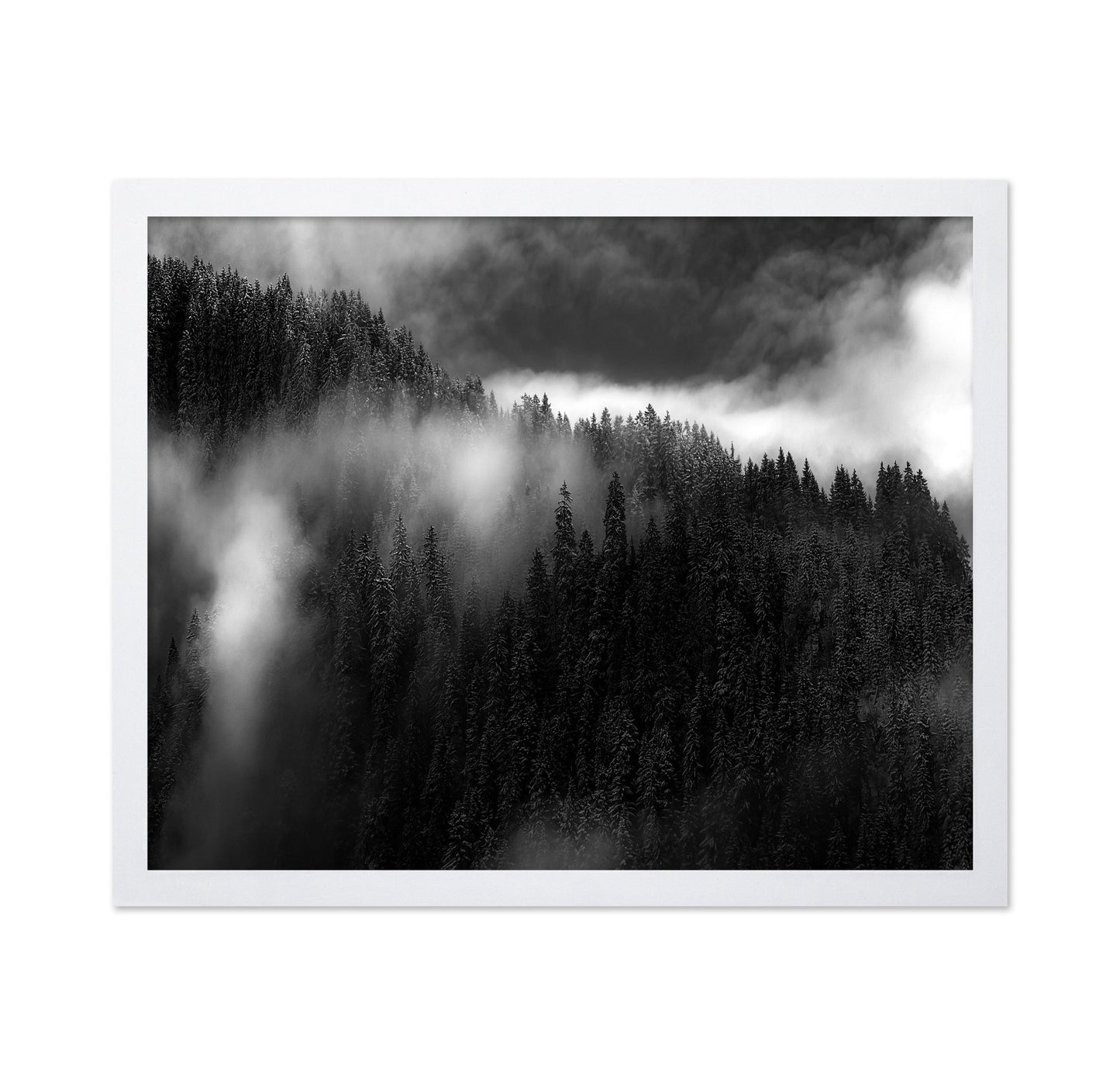 Misty Pine Ridge No1