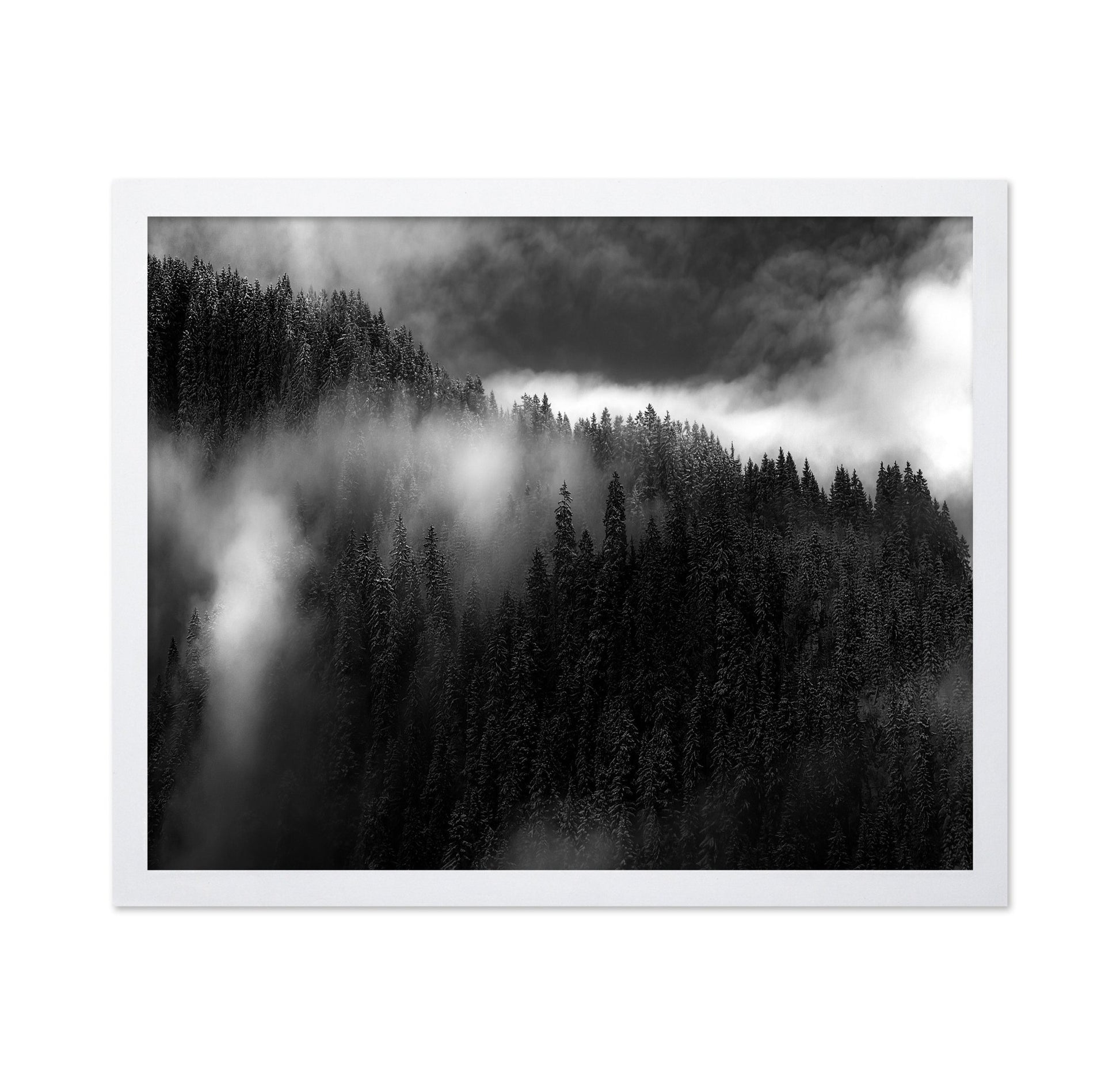 Misty Pine Ridge No1