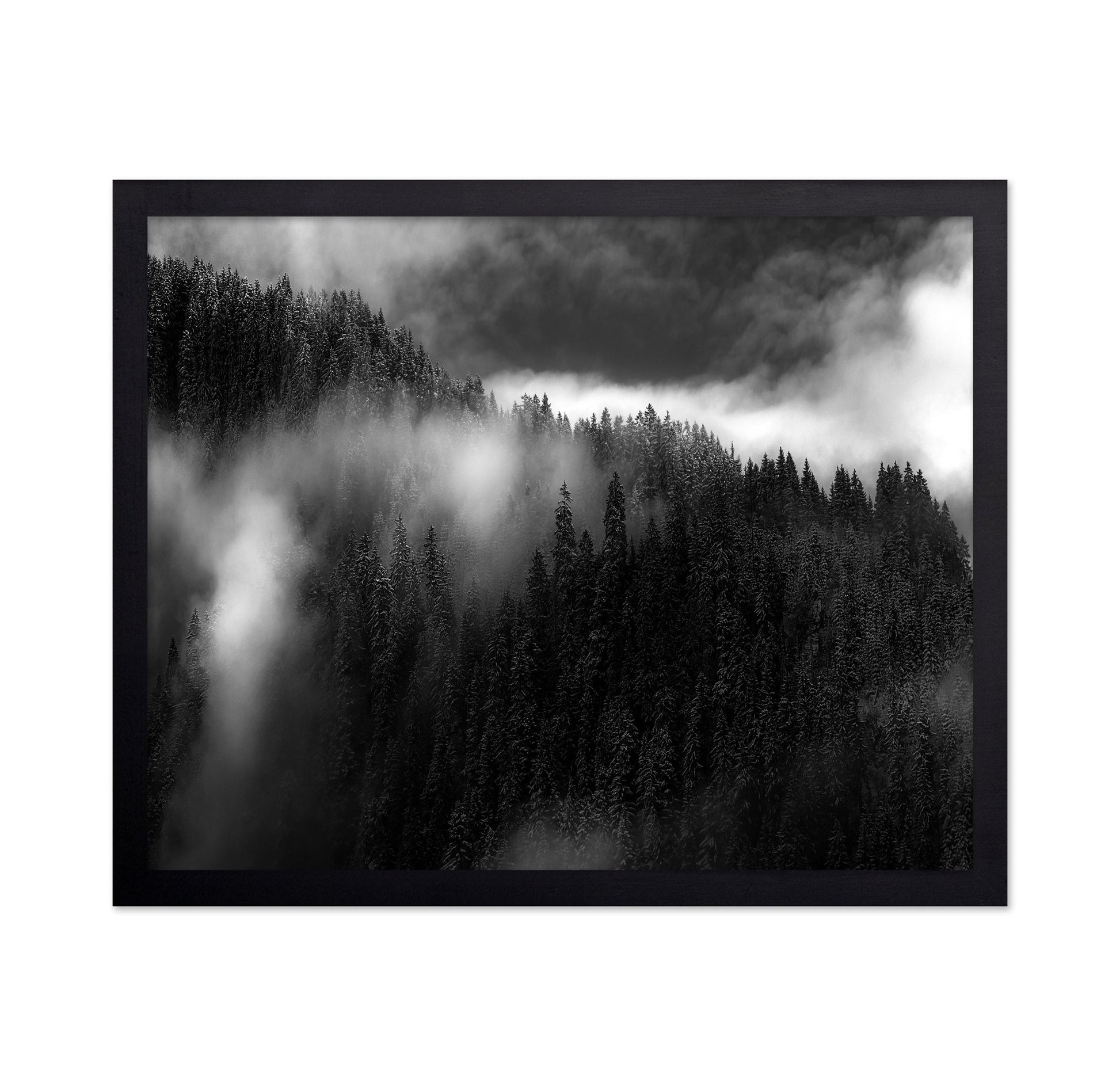 Misty Pine Ridge No1