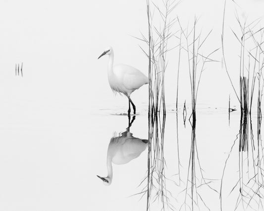 Silent Egret Reflection