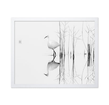 Silent Egret Reflection