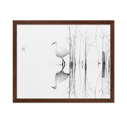 Silent Egret Reflection