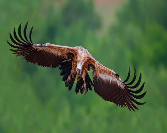 Golden Vulture Glide