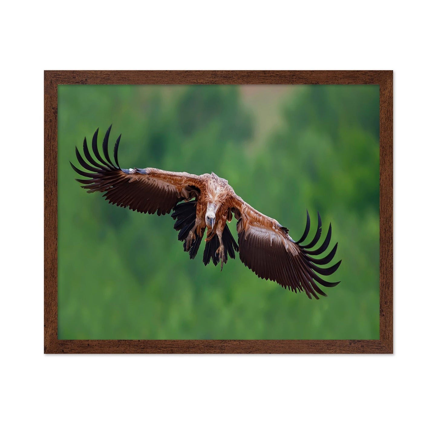 Golden Vulture Glide