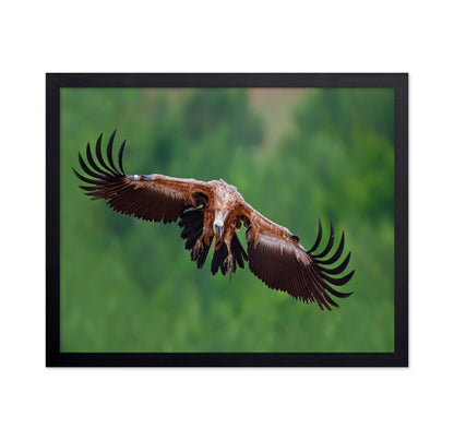 Golden Vulture Glide