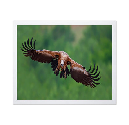 Golden Vulture Glide