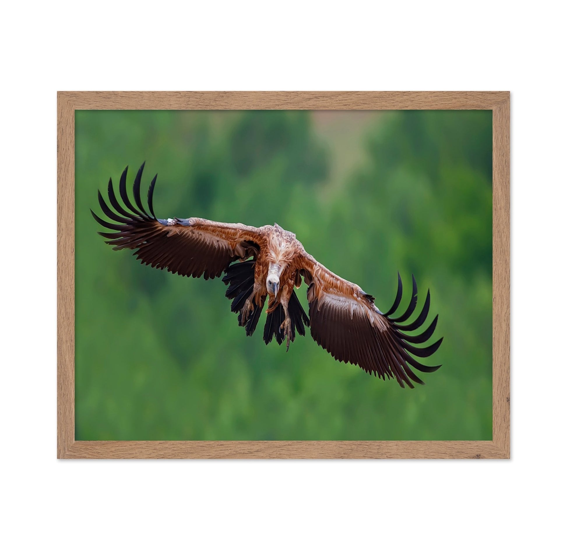 Golden Vulture Glide