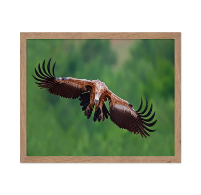 Golden Vulture Glide