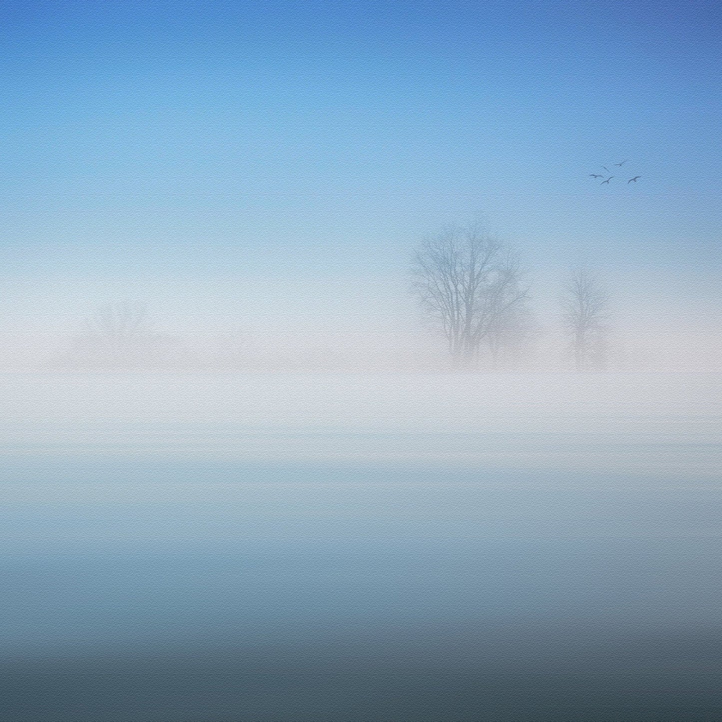 Misty Silence Trees