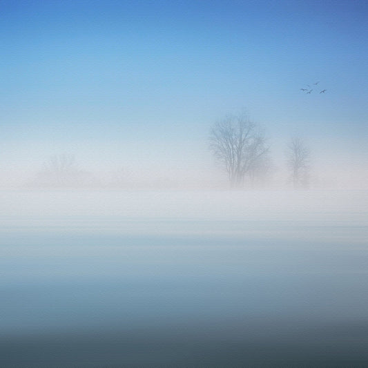 Misty Silence Trees