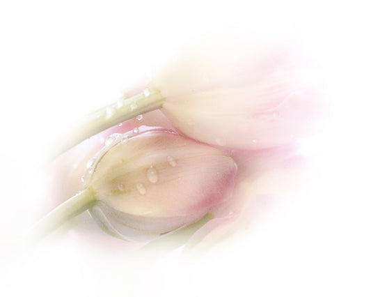 Soft Petal Dew
