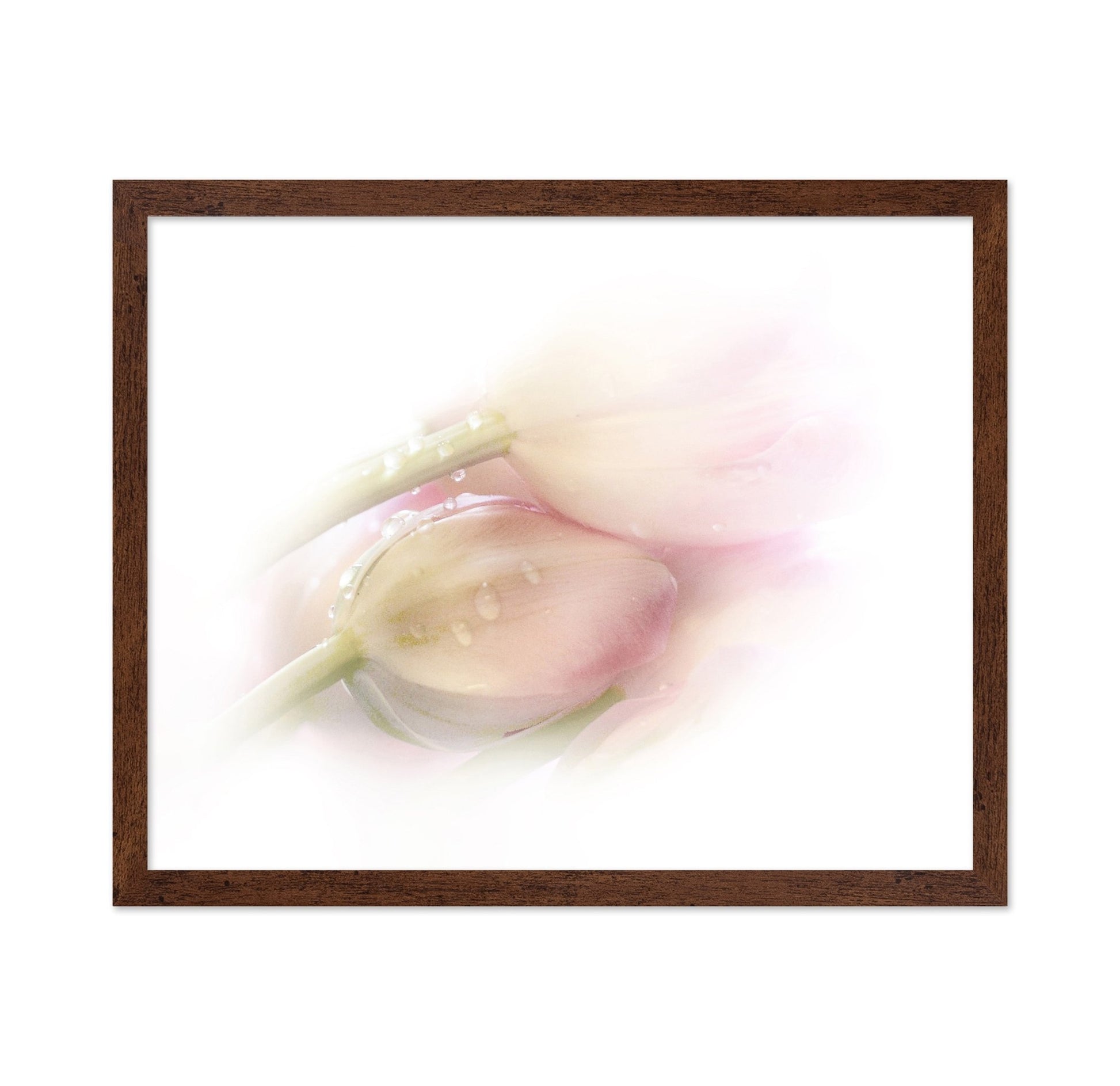 Soft Petal Dew