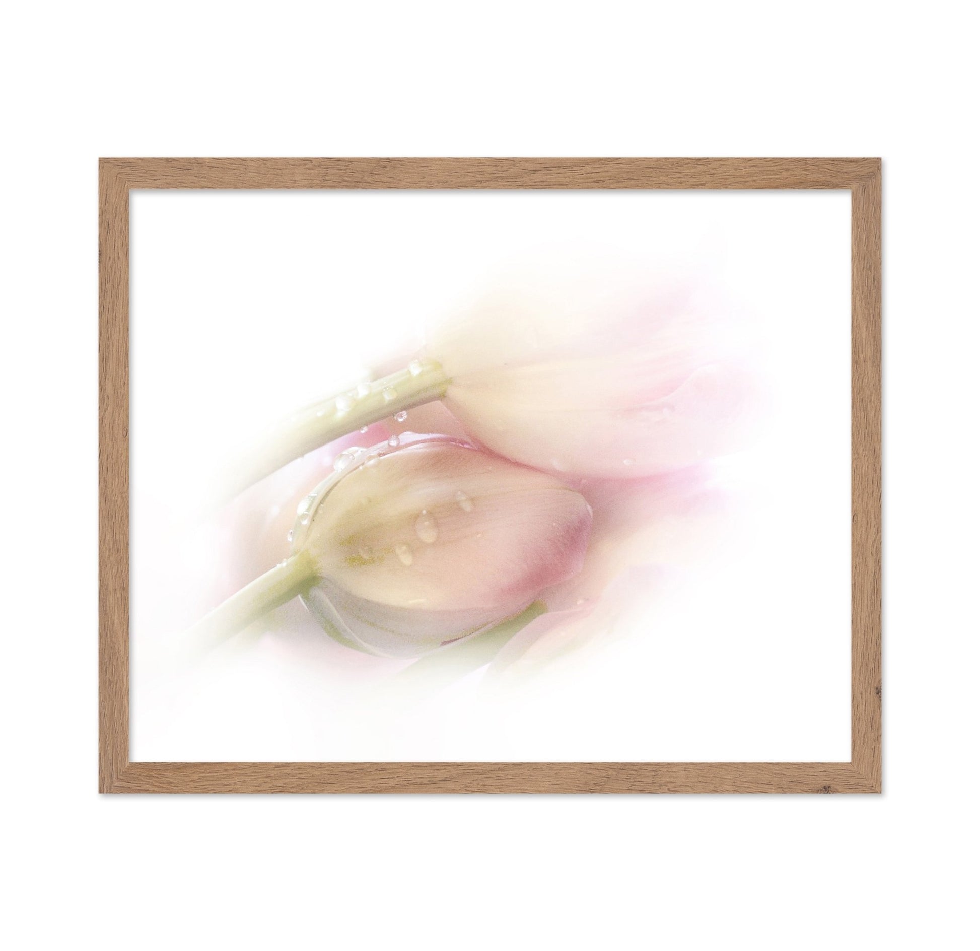 Soft Petal Dew