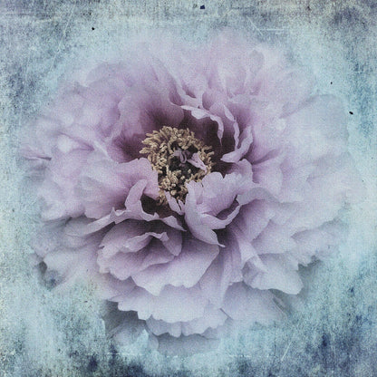 Vintage Peony Bloom