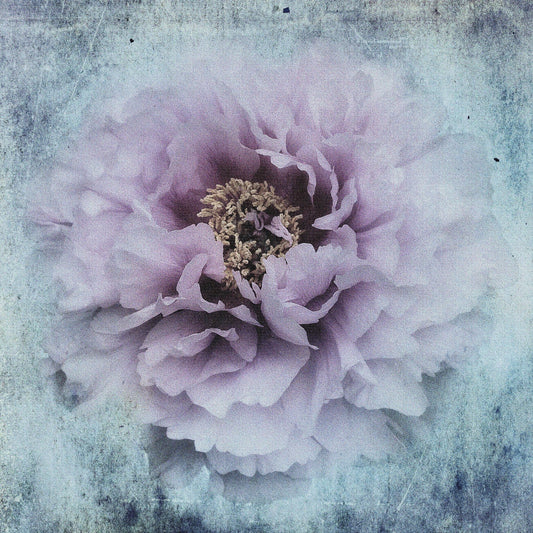 Vintage Peony Bloom