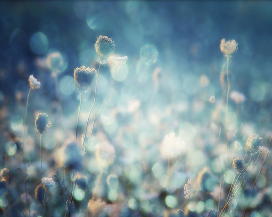 Dreamy Meadow Glow