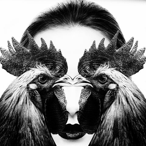 Rooster Face Fusion