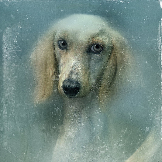 Misty Dog Portrait