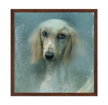 Misty Dog Portrait