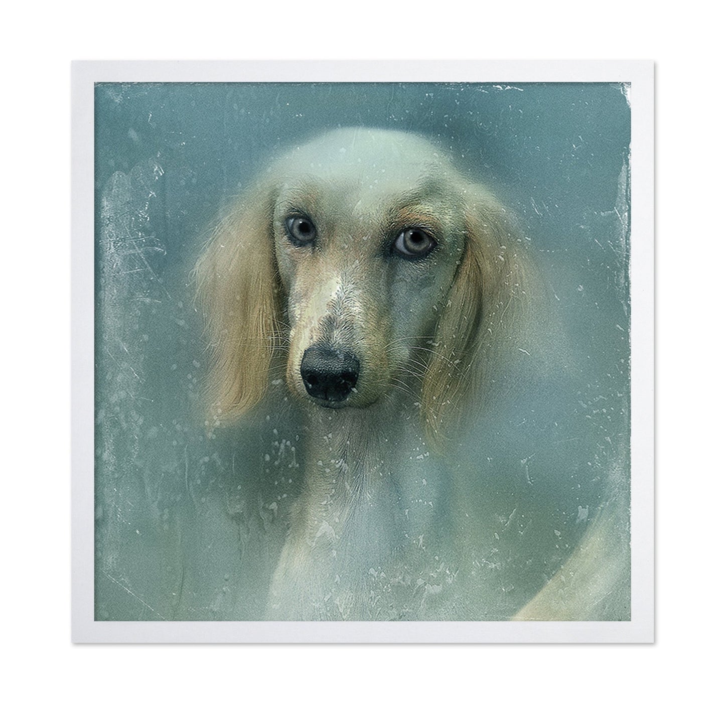 Misty Dog Portrait