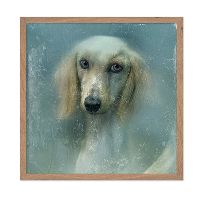 Misty Dog Portrait