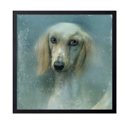 Misty Dog Portrait