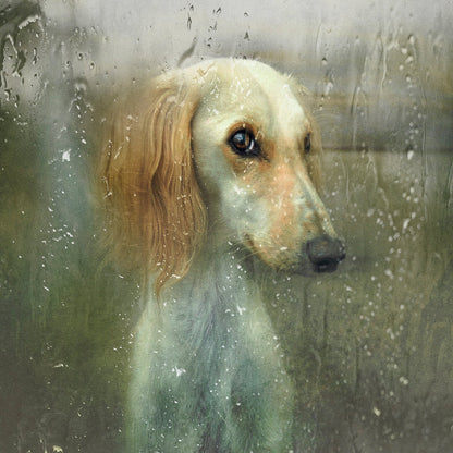 Rainy Dog Portrait