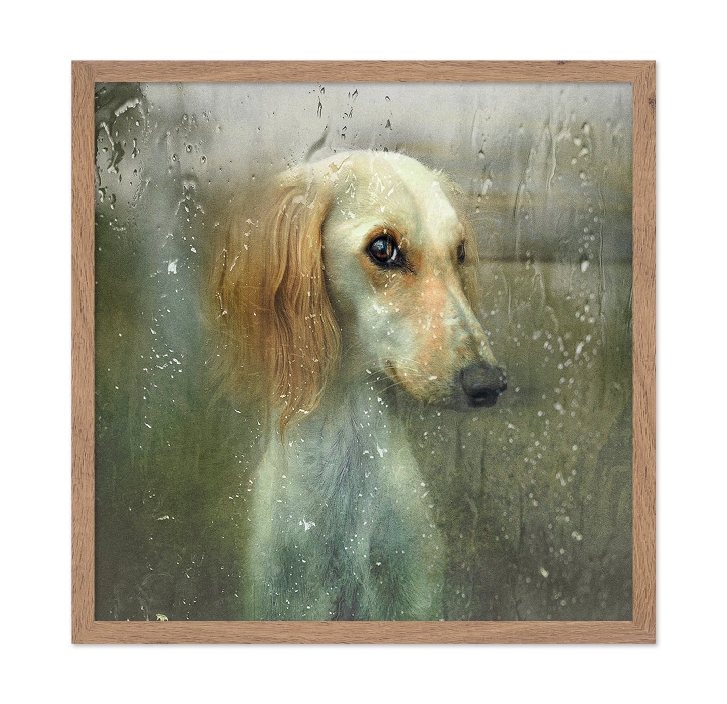 Rainy Dog Portrait