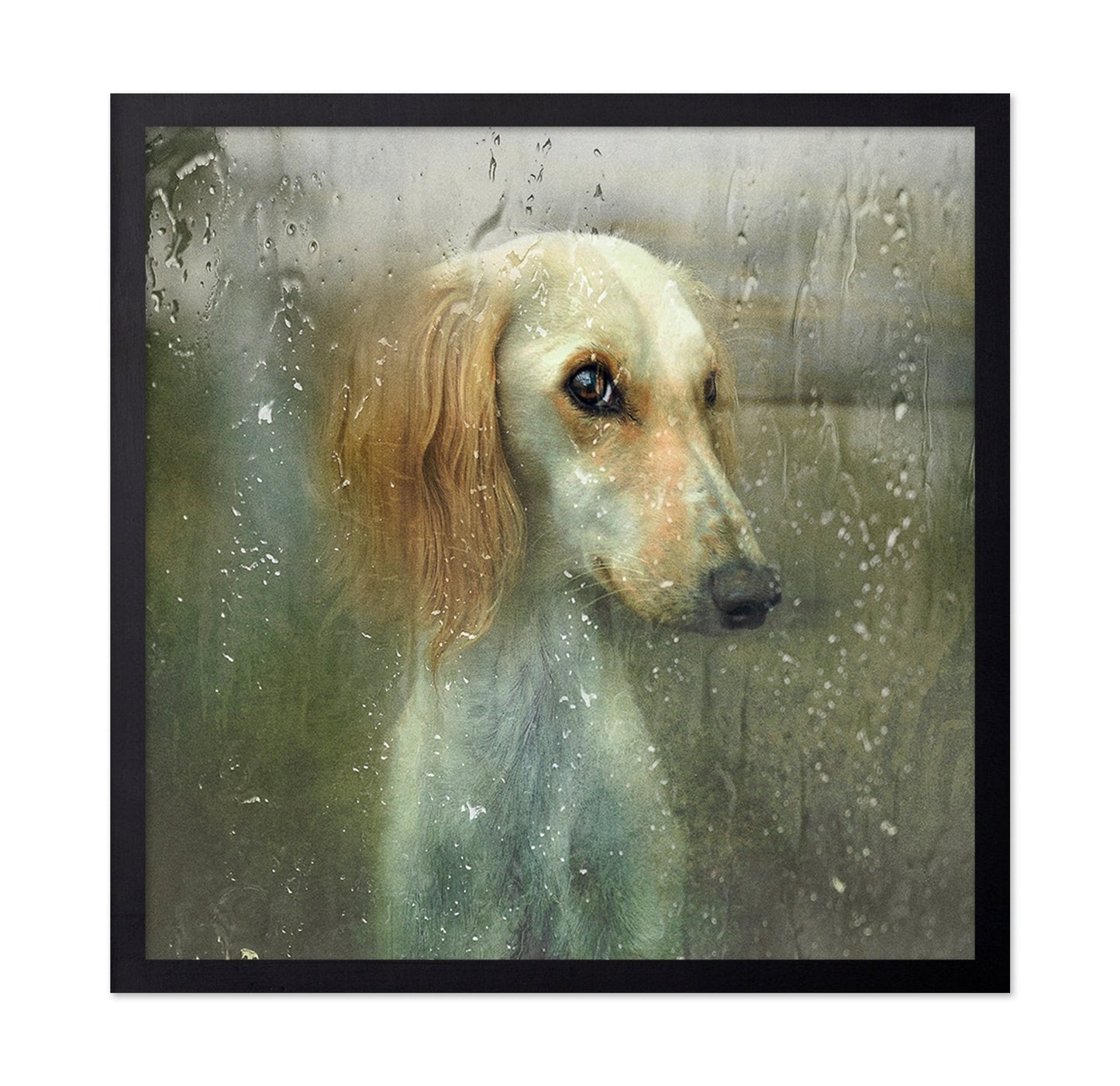 Rainy Dog Portrait