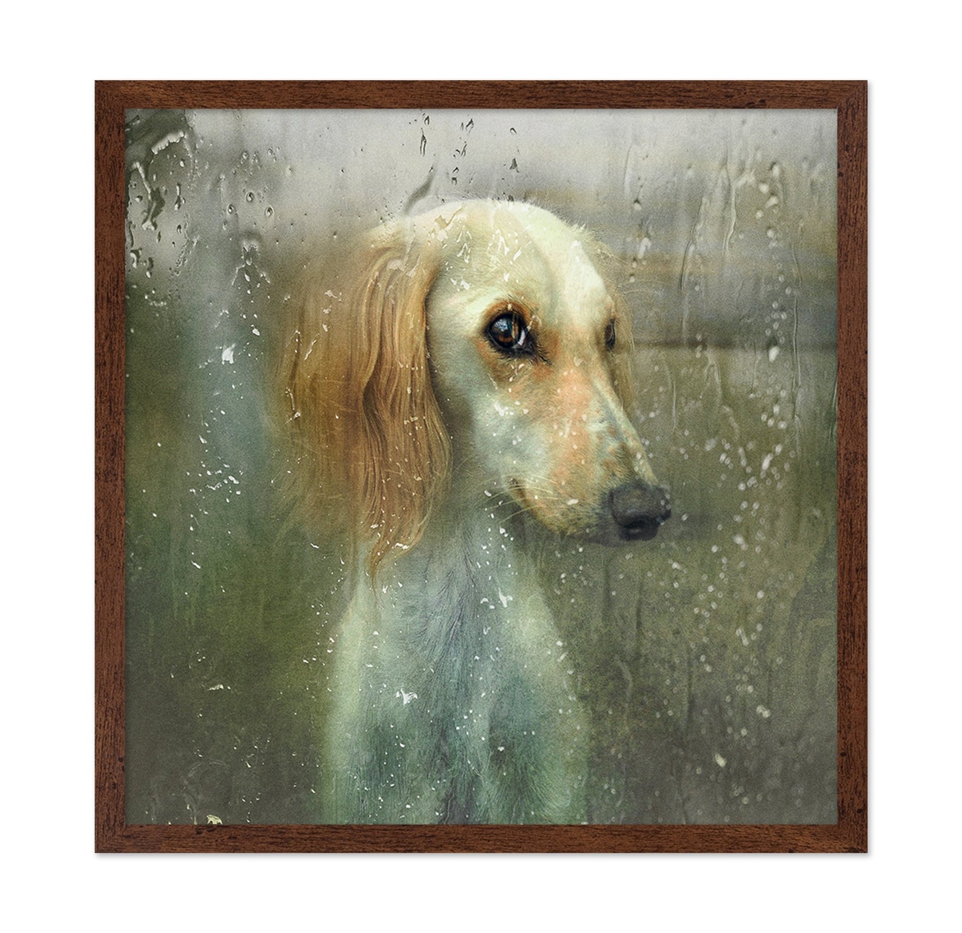Rainy Dog Portrait